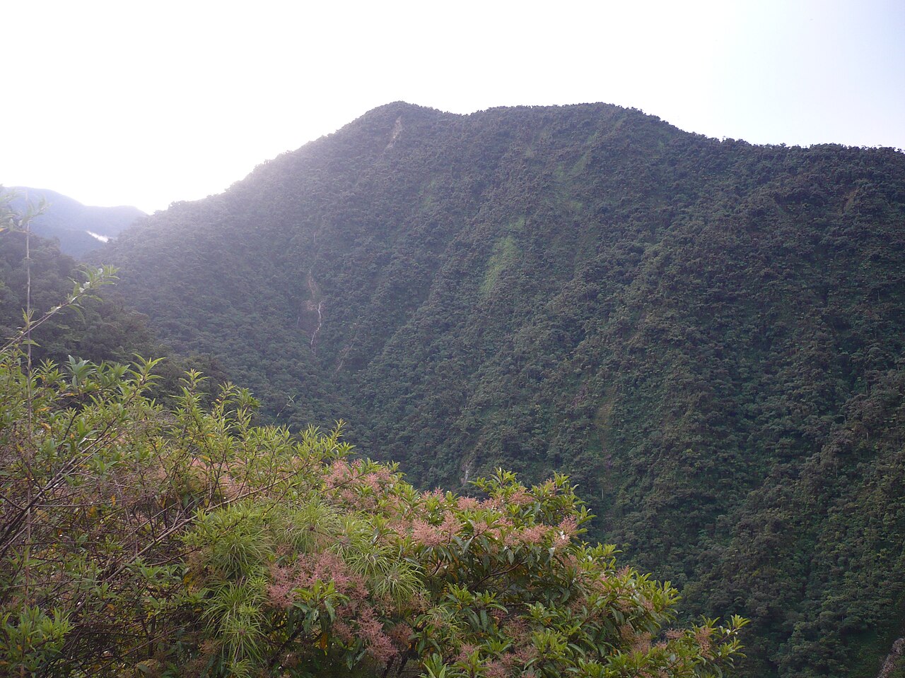 Selva del Manu vista desde Tres Cruces